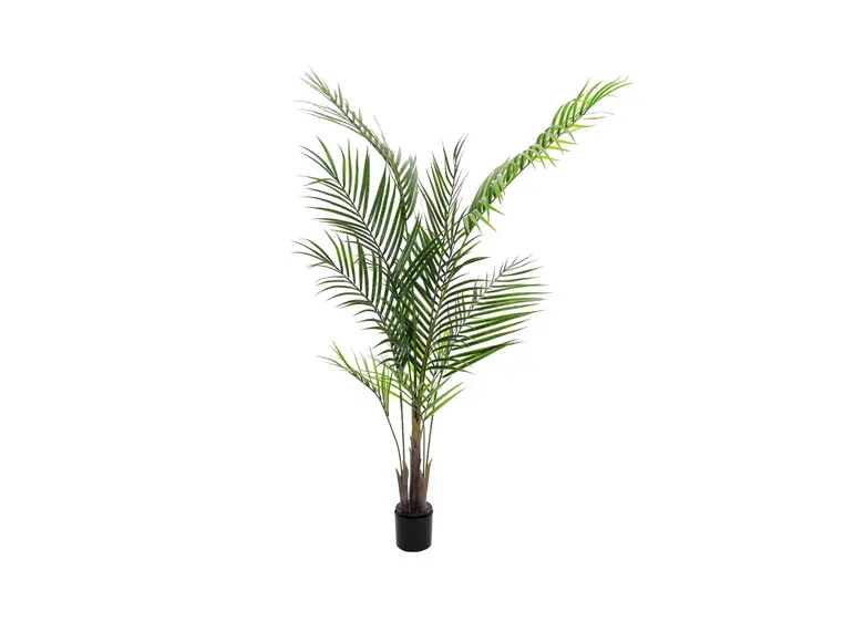 Europalms Areca palm with big leaves 165cm 