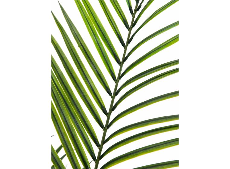 Europalms Areca palm with big leaves 165cm
