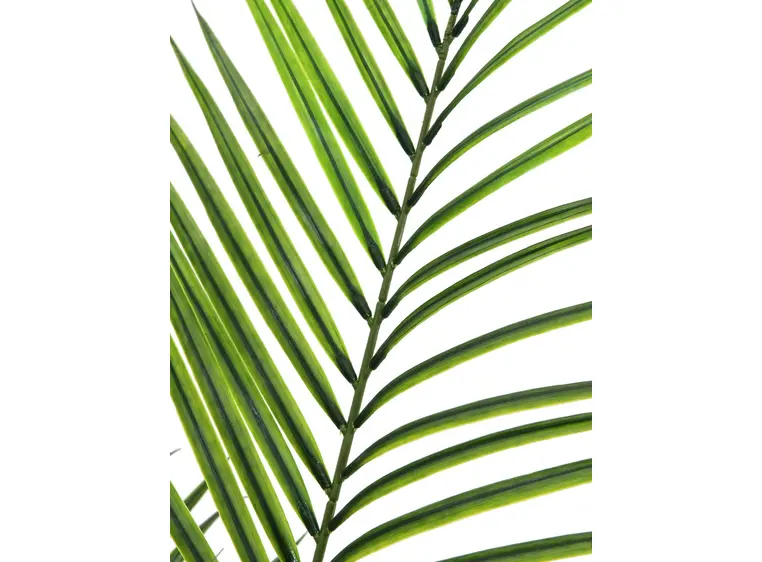 Europalms Areca palm with big leaves 165cm 