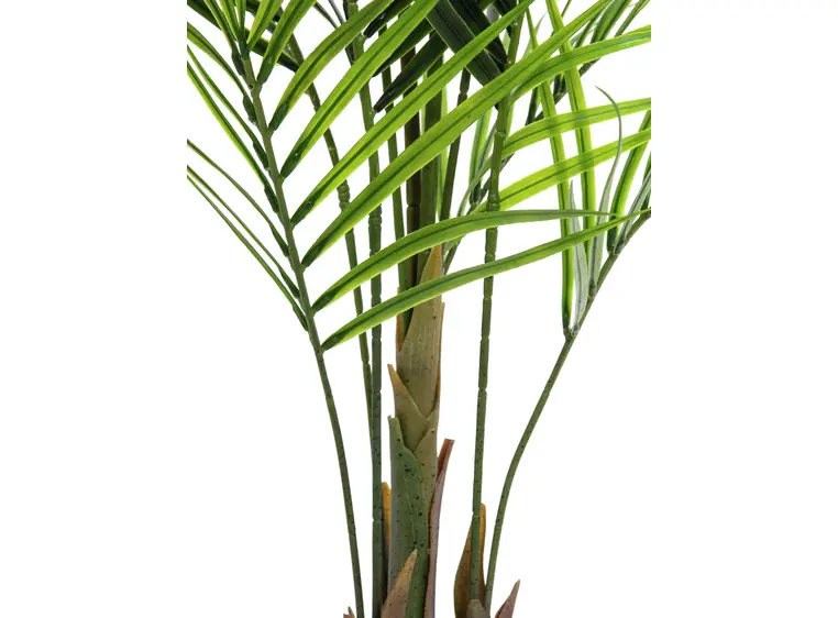 Europalms Areca palm with big leaves 165cm 