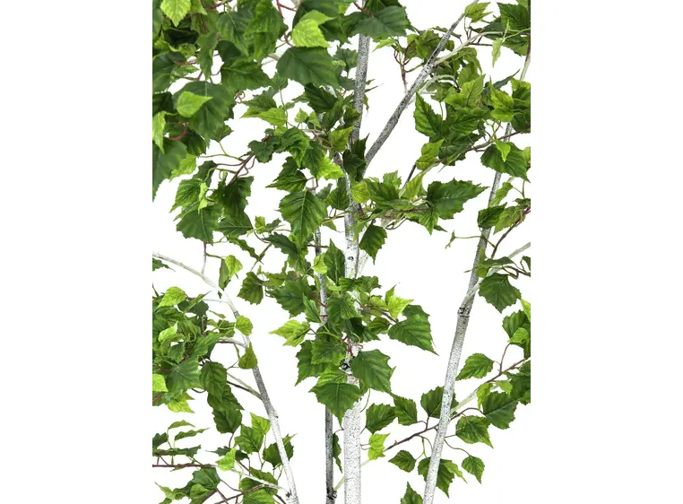 Europalms Birch Tree, 180cm 