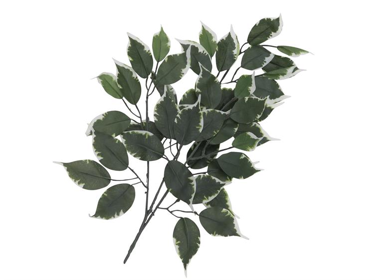 Europalms Ficus spray 12x