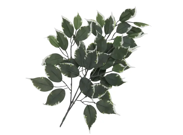 Europalms Ficus spray 12x 