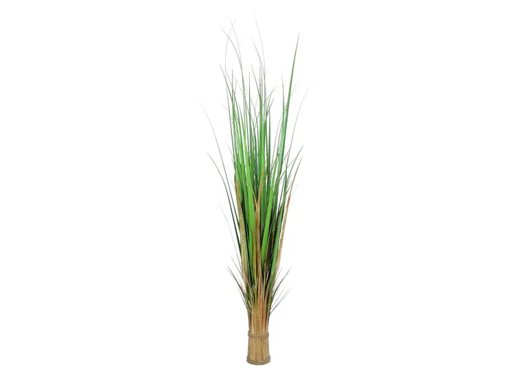 Europalms Fox grass, 150cm 