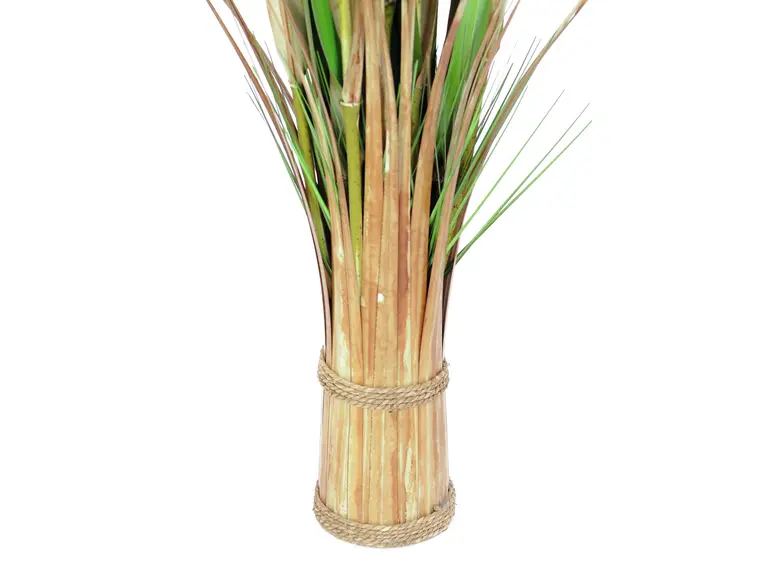 Europalms Fox grass, 150cm 