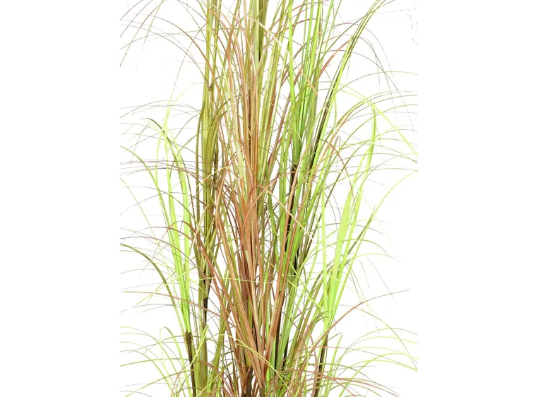 Europalms Grass bush, 150cm 