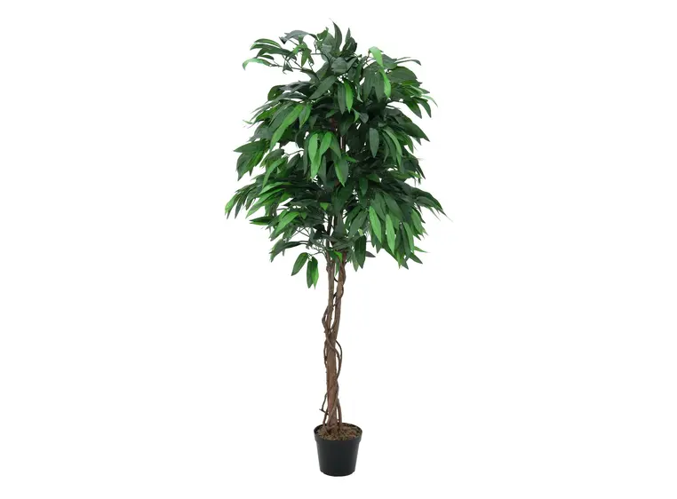 Europalms Jungle tree Mango, 180cm 