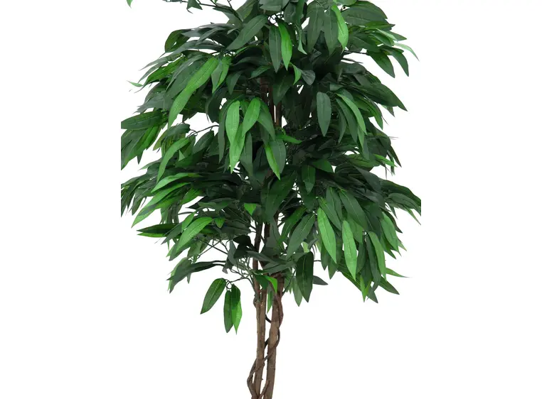 Europalms Jungle tree Mango, 180cm 