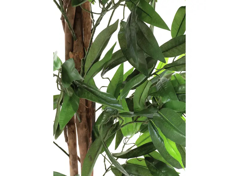 Europalms Jungle tree Mango, 180cm 
