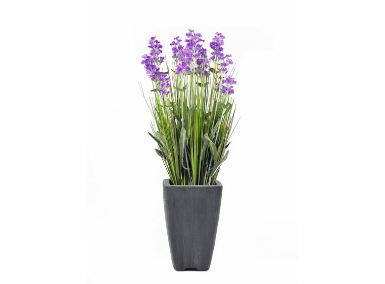 Europalms Lavender, purple, in pot, 45cm