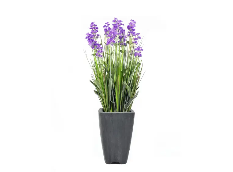 Europalms Lavender, purple, in pot, 45cm 