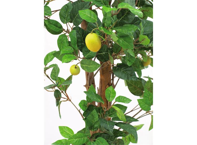 Europalms Lemon Tree, 180cm