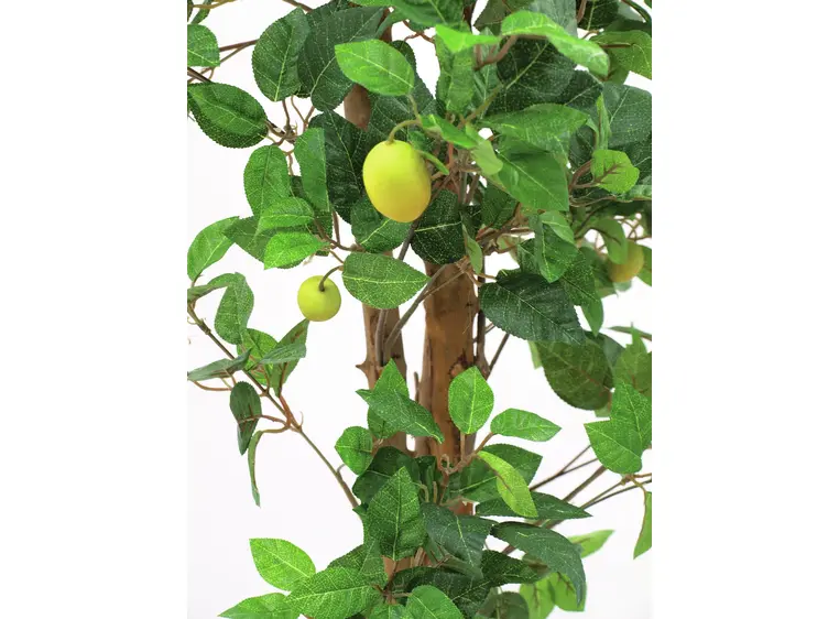 Europalms Lemon Tree, 180cm 