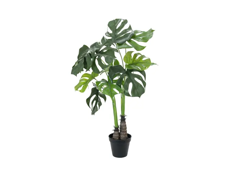 Europalms Monstera deliciosa, 90cm 