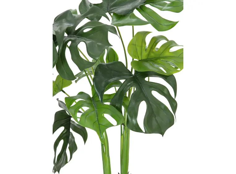Europalms Monstera deliciosa, 90cm 