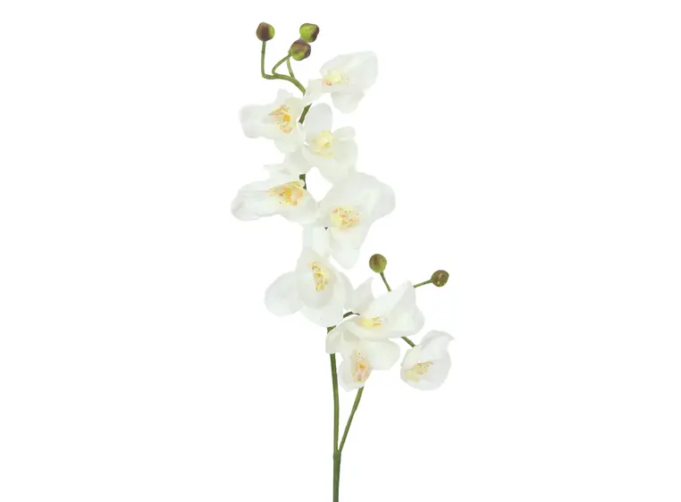 Europalms Orchid spray, cream-white 100cm 