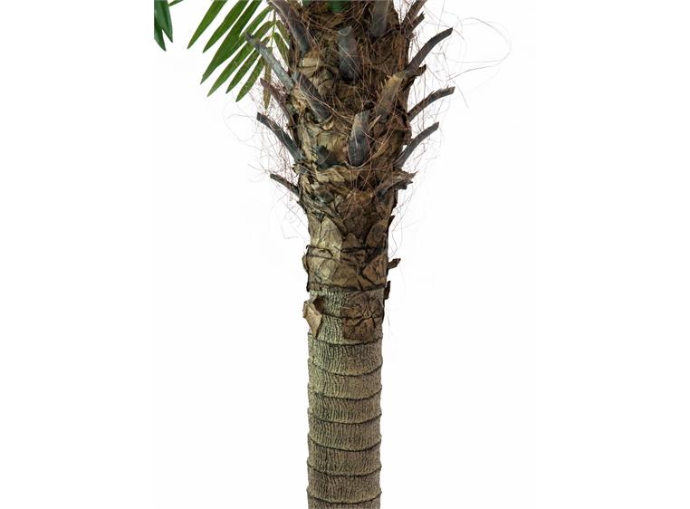 Europalms Phoenix palm tree luxor, 210cm