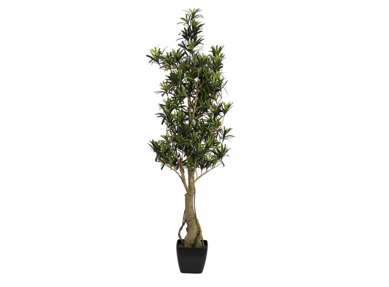 Europalms Podocarpus tree, 115cm