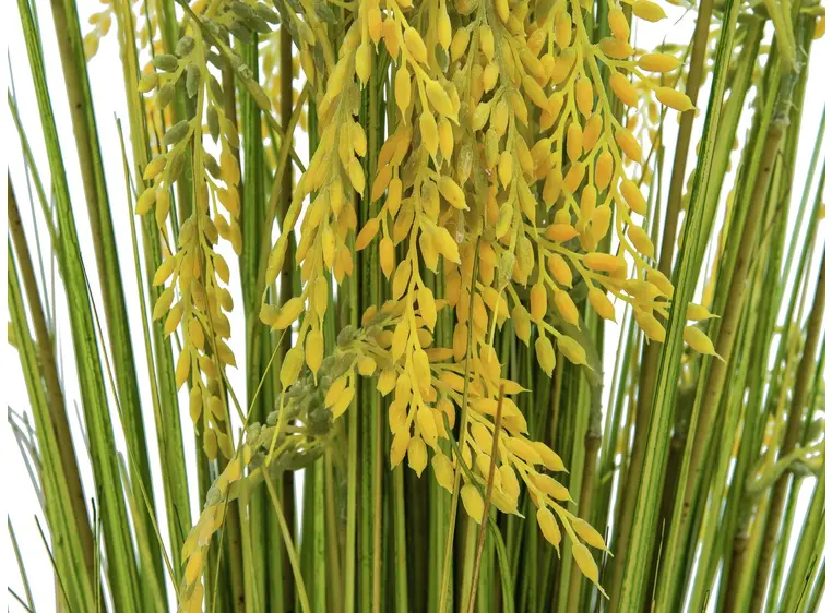 Europalms Reed Grass Bunch 118cm 