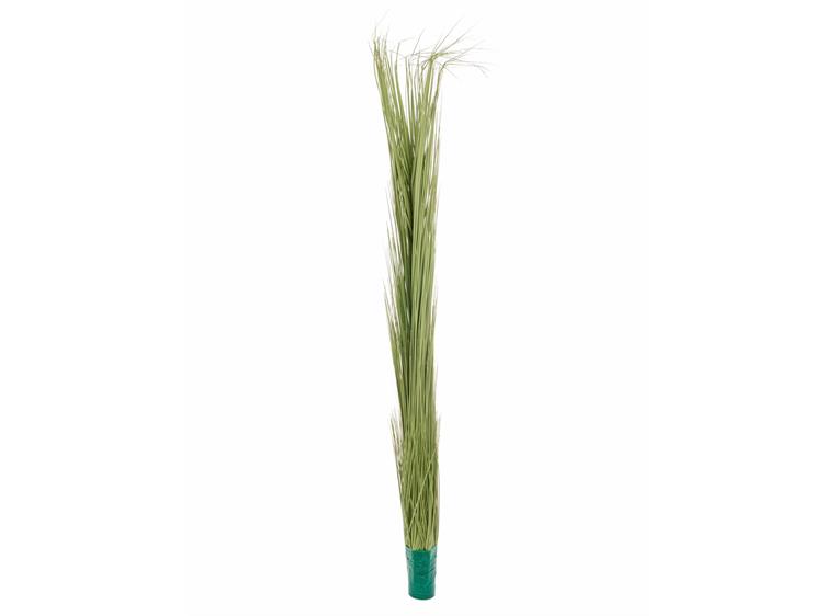 Europalms Reed grass, light green, 127cm