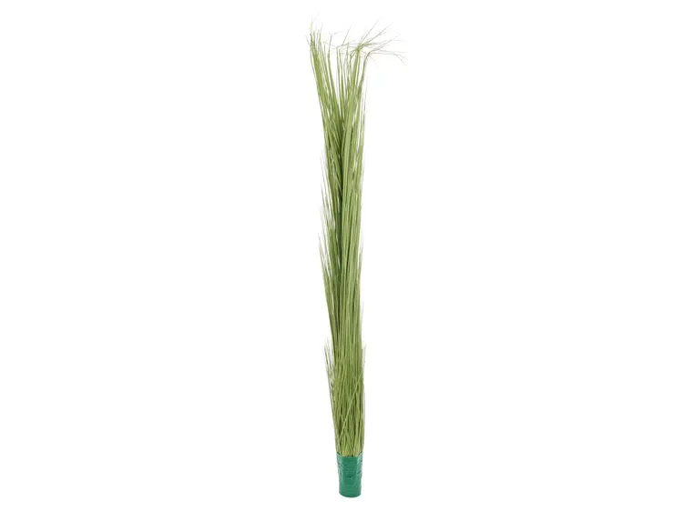 Europalms Reed grass, light green, 127cm 