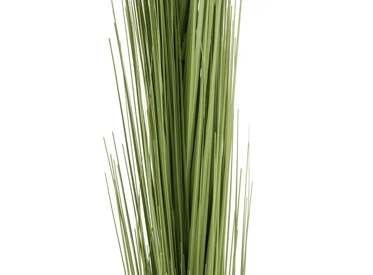Europalms Reed grass, light green, 127cm 