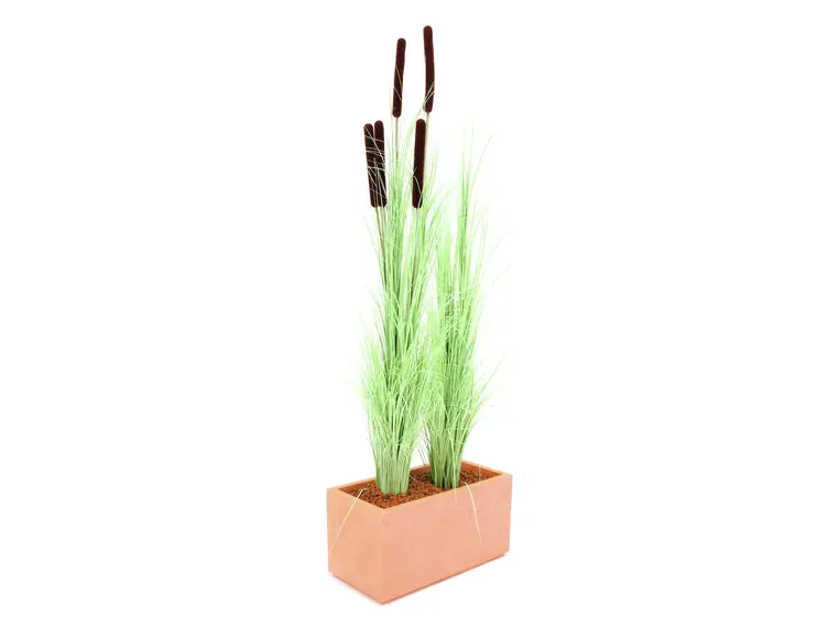 Europalms Reed grass, light green, 127cm 