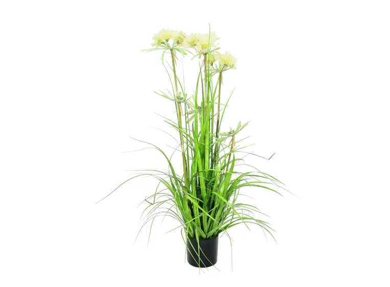 Europalms Star grass, 120cm 