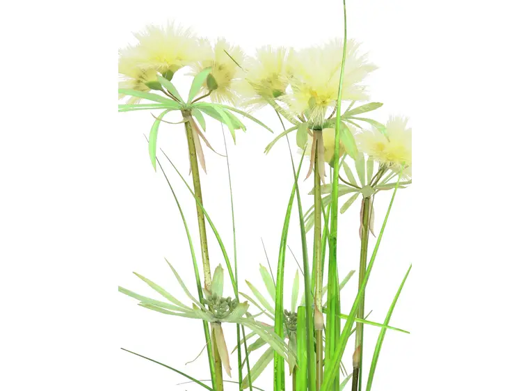 Europalms Star grass, 120cm 