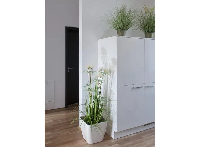 Europalms Star grass, 120cm 