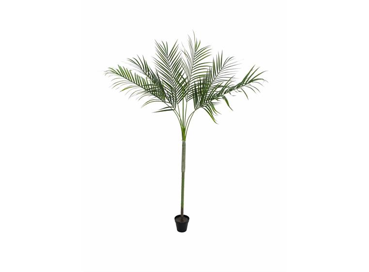 Europalms Areca Palm with big leaves 180cm
