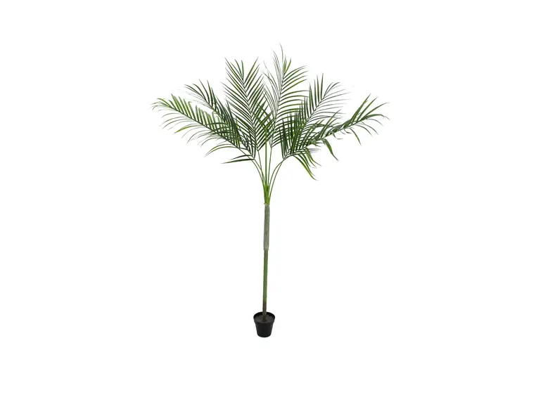 Europalms Areca Palm with big leaves 180cm 