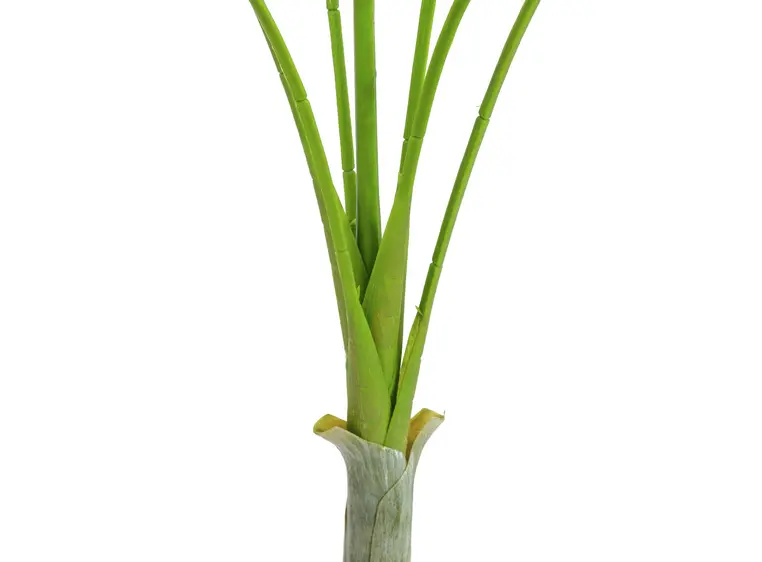 Europalms Areca Palm with big leaves 180cm 