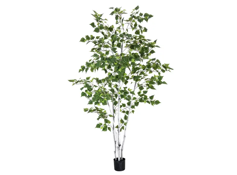 Europalms Birch Tree, 210cm 