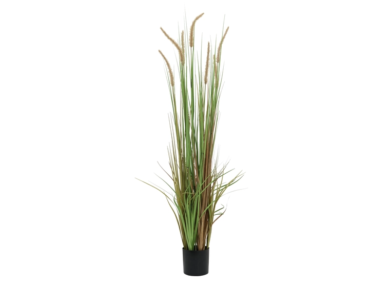 Europalms Fountain grass, 120cm 
