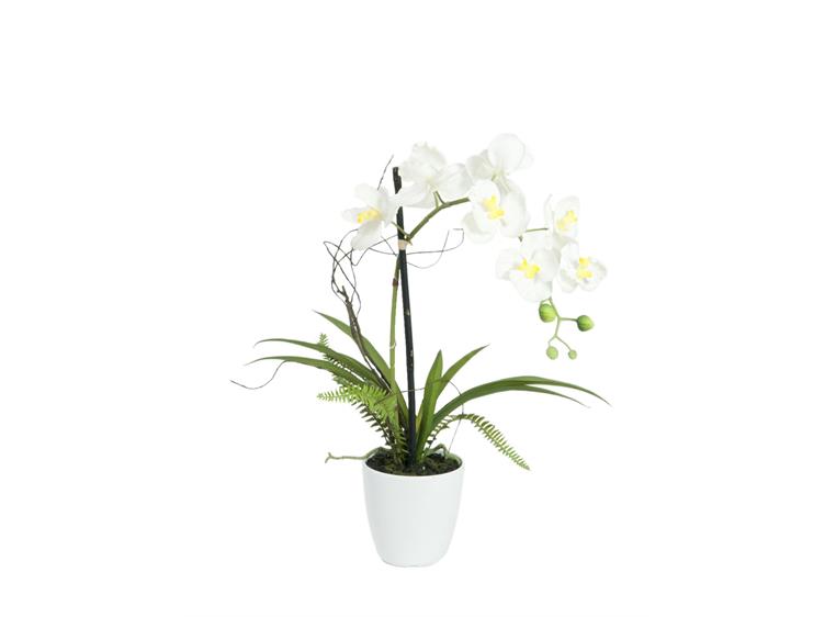 Europalms Orchid arrangement 1