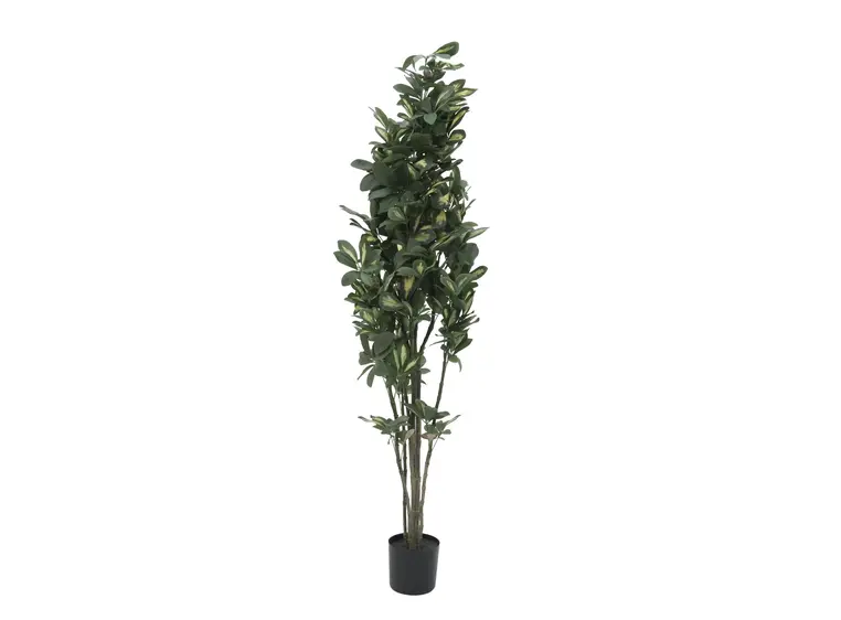Europalms Schefflera, 120cm 