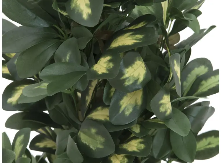 Europalms Schefflera, 120cm 