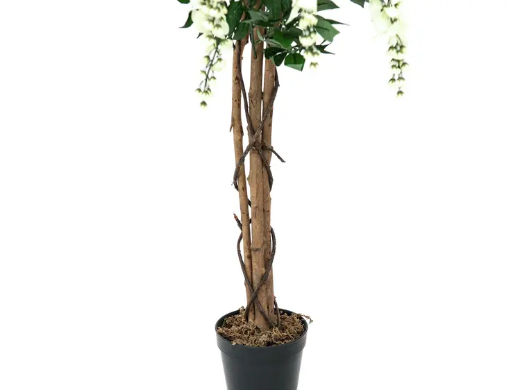Europalms Wisteria, white, 180cm 