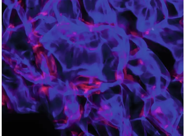 EUROLITE LED WF-40 Water Effect 