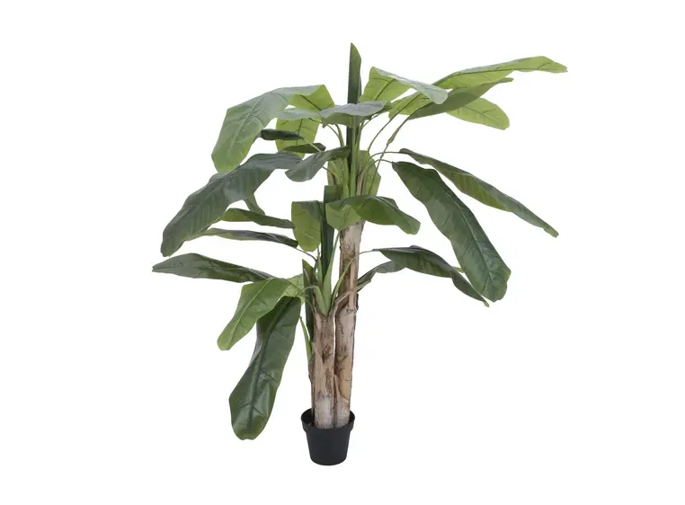 Europalms Banana tree, 170cm 