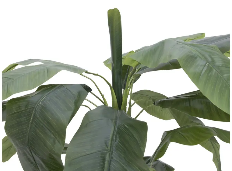 Europalms Banana tree, 170cm 