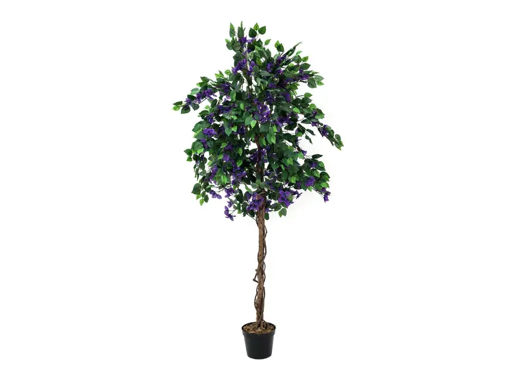 Europalms Bougainvillea, lavender, 150cm 