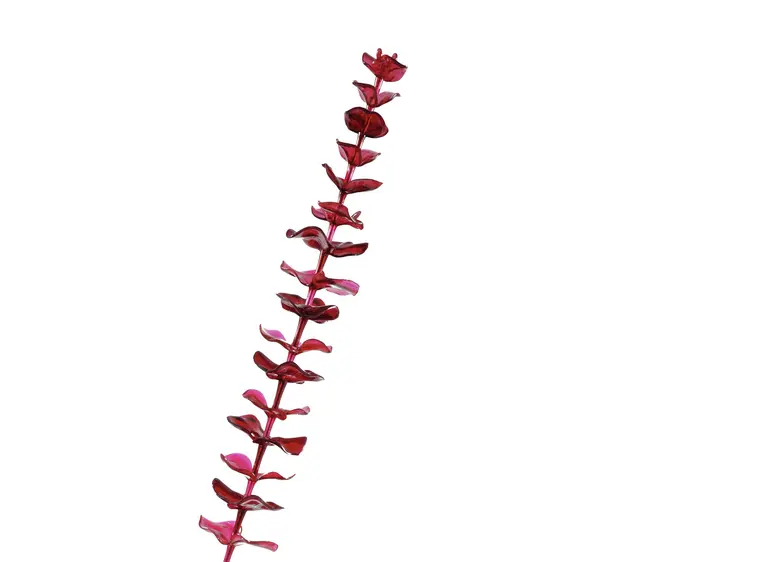 Europalms Crystal eucalyptus, burgundy 81cm 12x 