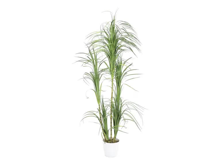 Europalms Dracena bush, 215cm 