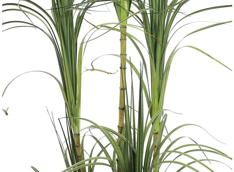 Europalms Dracena bush, 215cm 