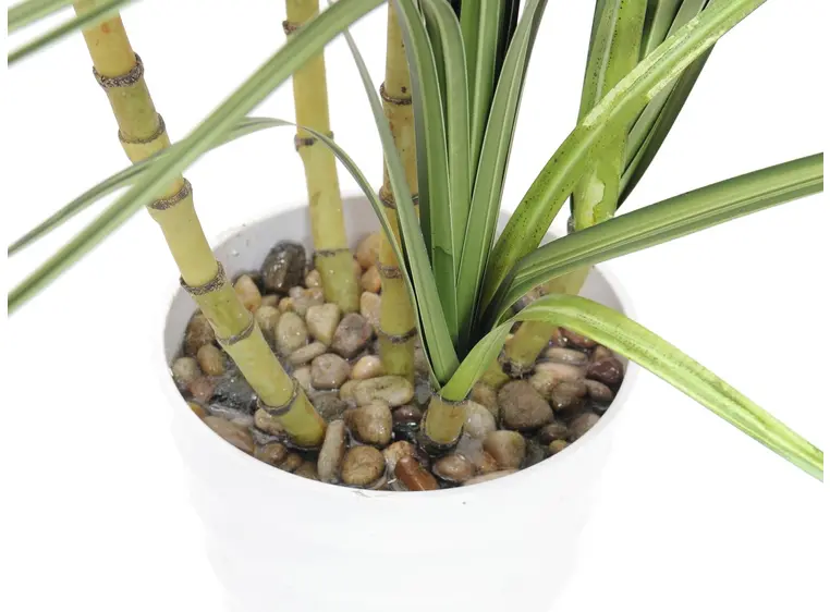 Europalms Dracena bush, 215cm 