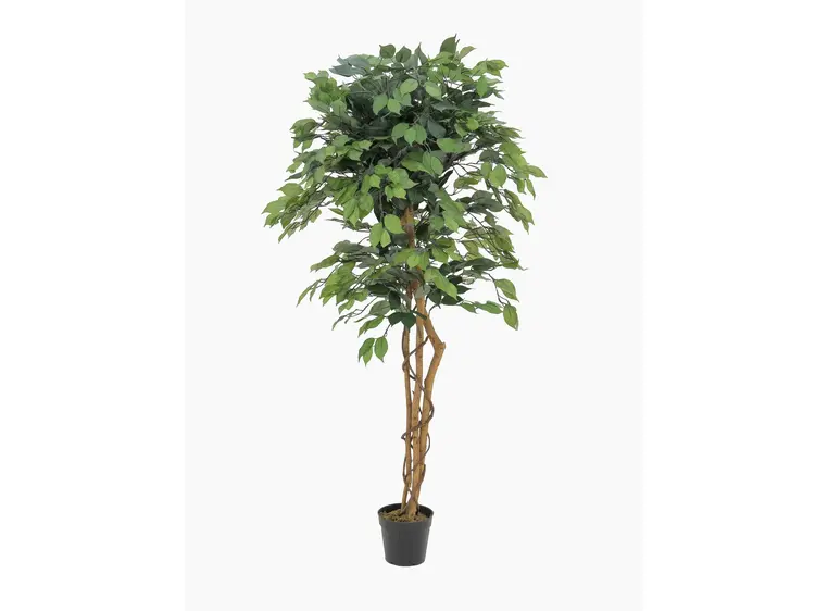 Europalms Ficus Tree Multi Trunk, 150cm 