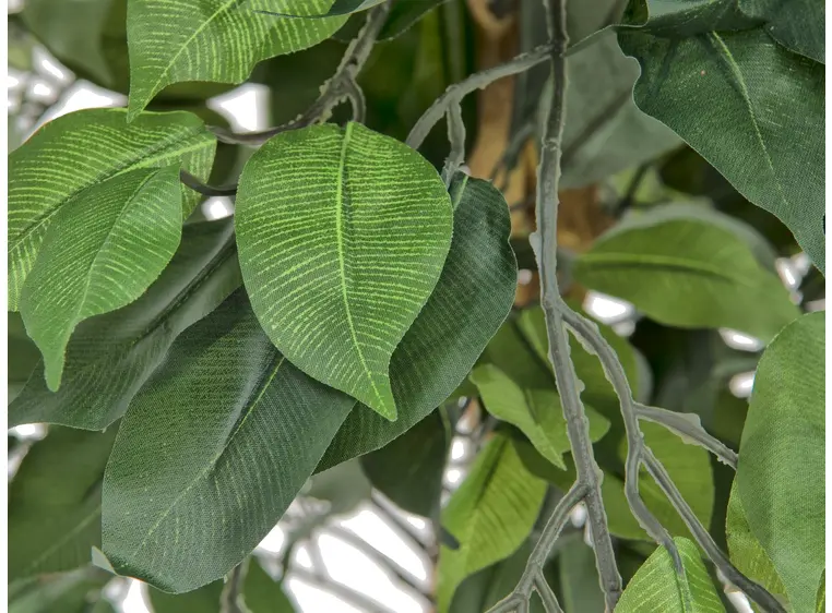 Europalms Ficus Tree Multi Trunk, 150cm 