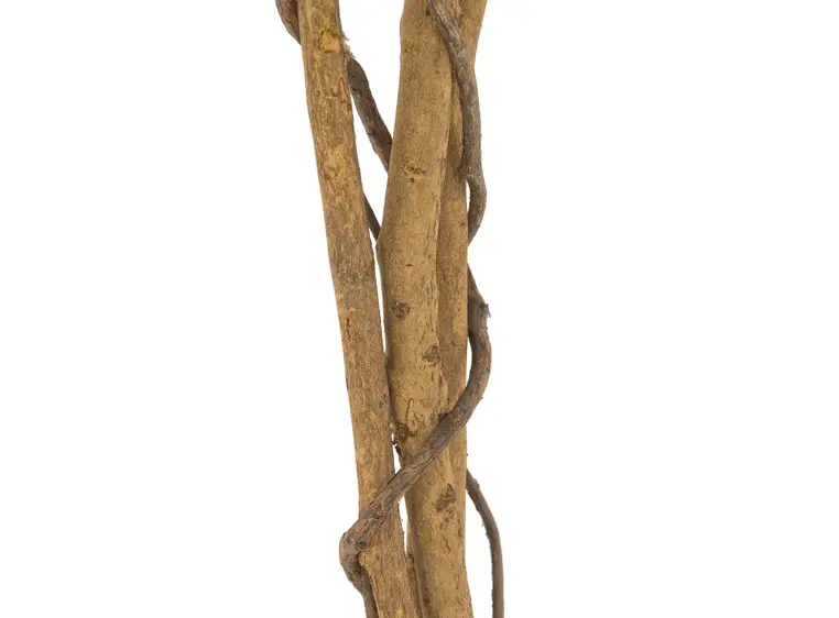 Europalms Ficus Tree Multi Trunk, 150cm 